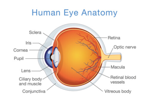 Human eye anatomy showing capsule and retina