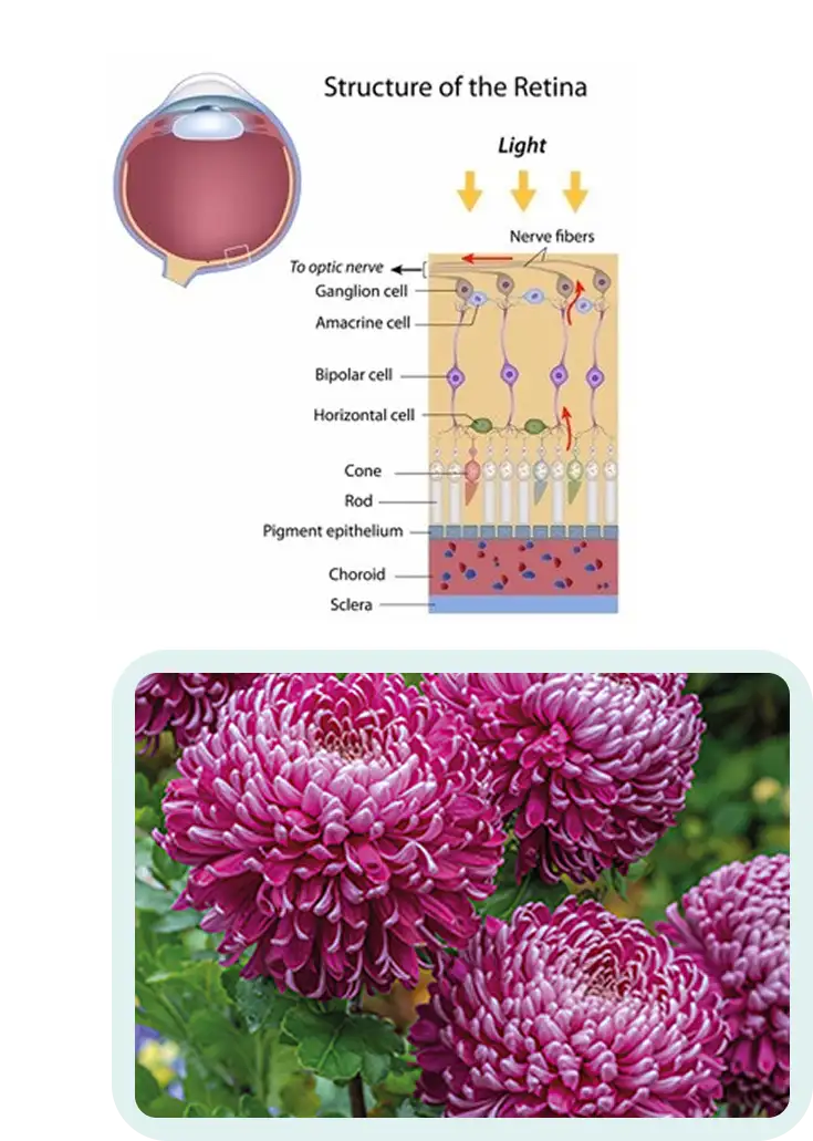 Illustration showing the structure of the retina.